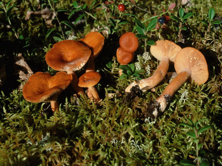 Specie interessanti dalla LAPPONIA due